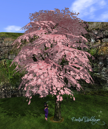 Breezy warm pink mallow Tree 2LI