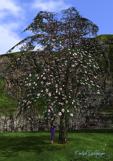Breezy cherry blossom2 Tree 2LI