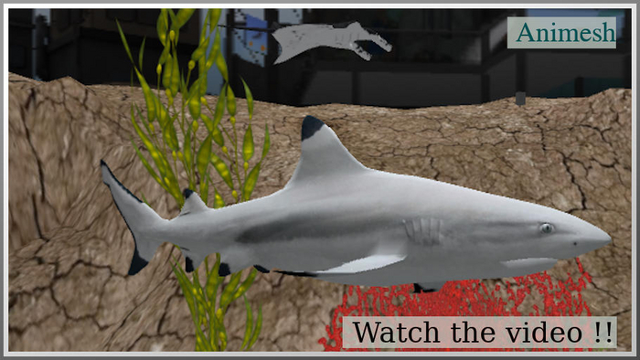 63010 reef shark2