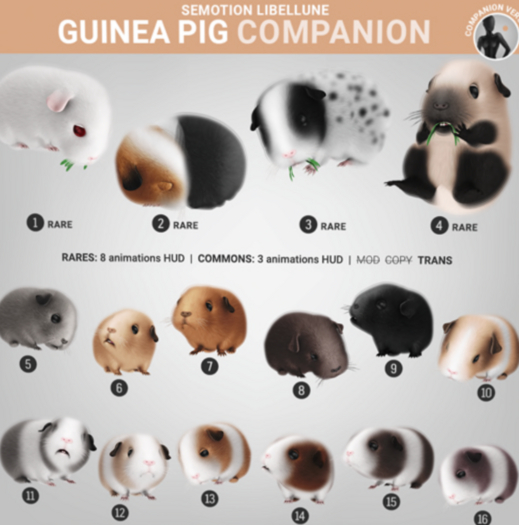 3. SEmotion Libellune Guinea Pig Companion RARE