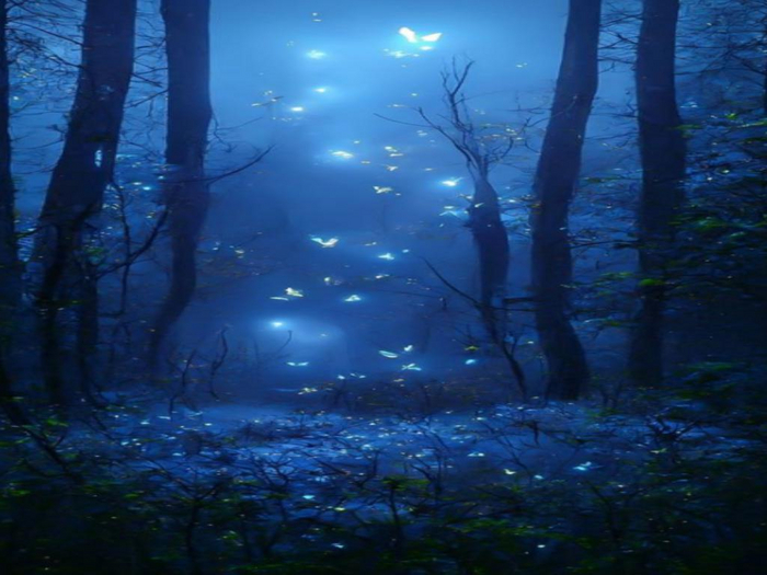 Fairy Forest Texture