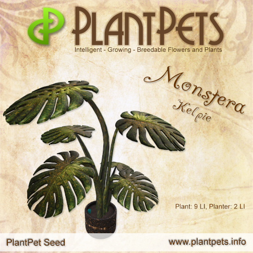 PlantPet Seed [Monstera *Kelpie*] Rare Updated 3.088