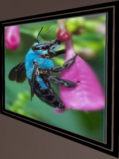 Mud Dauber