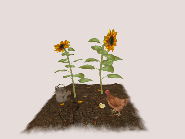 Sunflowers With WaterCan