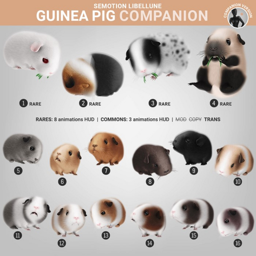 3. SEmotion Libellune Guinea Pig Companion RARE