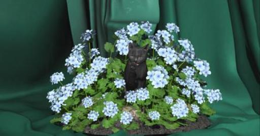 Black Cat Hiding In The Blue Hydrangeas