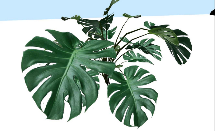 monstera deliciosa