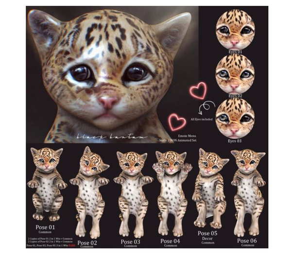 **[Black Bantam] Tiny Leopard Pose 06