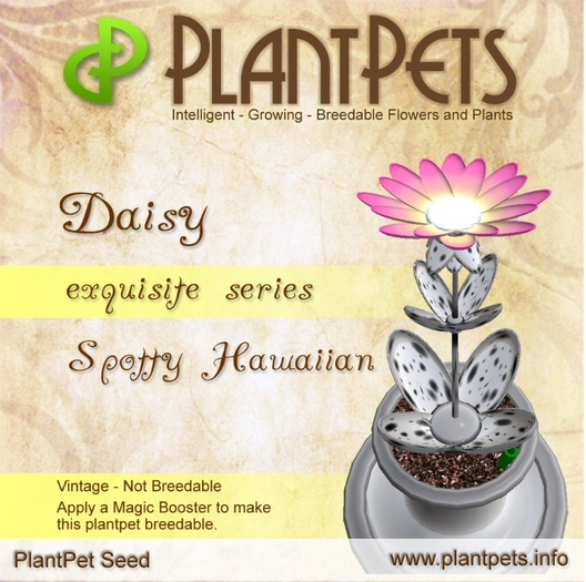 PlantPet Seed [Daisy *Spotty Hawaiian*]