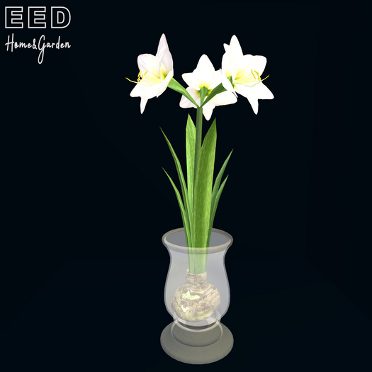 EED's AMARYLLIS potted WHITE resizer c