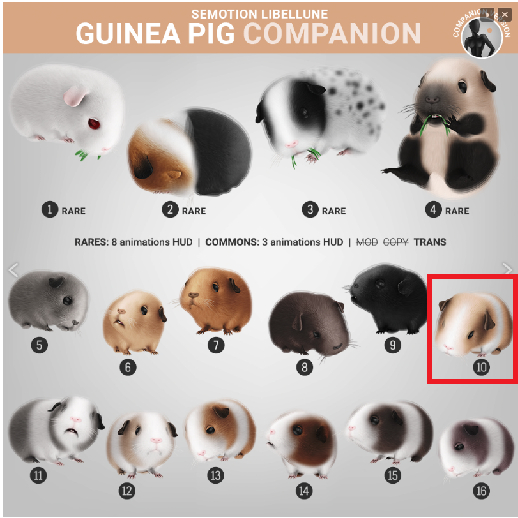 10. SEmotion Libellune Guinea Pig Companion