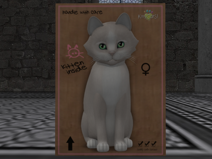 KittyCatS Box - New Born Kitten