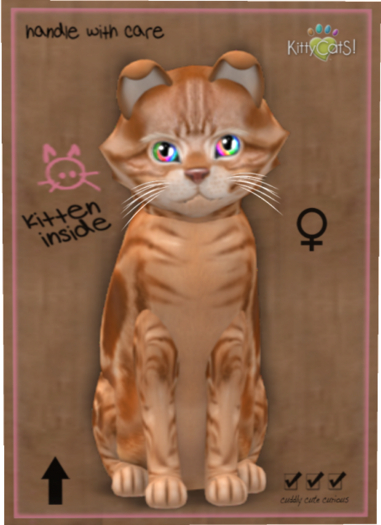 KittyCatS Box - American Shorthair - Red Tabby