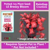 Potted: Ivy Plant Seed: LE Breezy Bloom ACTUAL ITEM