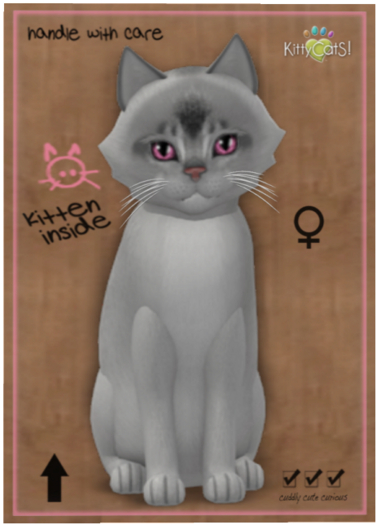 KittyCatS Box - Abyssinian - Black Silver