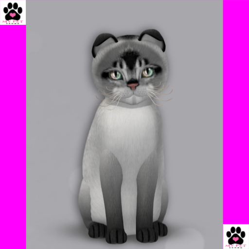 KittyCatS Box 147 - Female - 9T - Abyssinian - Salt & Pepper