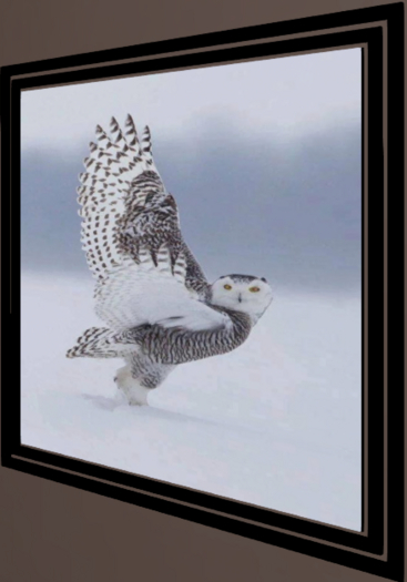 The Mocking owl