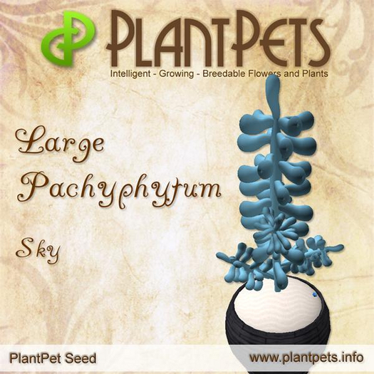 PlantPet Seed [Large Pachyphytum *Sky*]