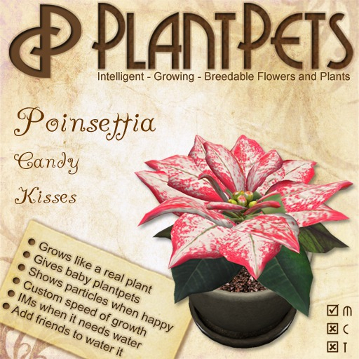 PlantPet Seed [Poinsettia *Candy Kisses*]