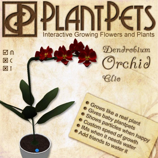 * PlantPet Seed [Dendrobium Orchid *Clio*]
