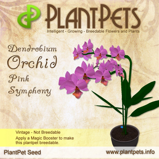 PlantPet Seed [Dendrobium Orchid *Pink Symphony*]