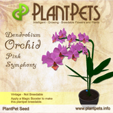 PlantPet Seed [Dendrobium Orchid *Pink Symphony*]