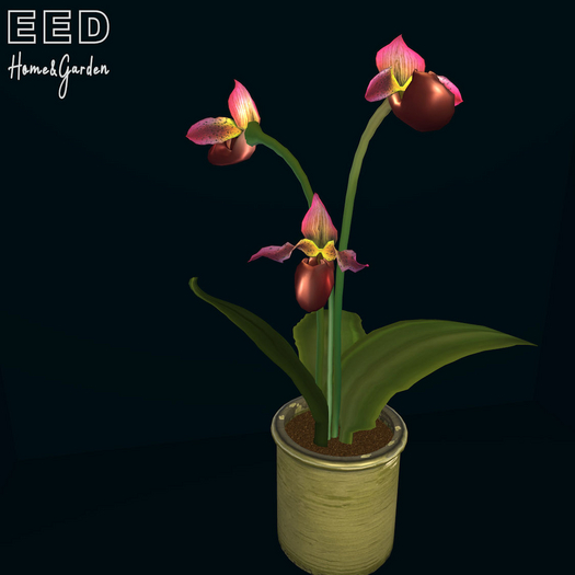 EED's LADYSLIPPER 3 FLOWER BURGUNDY res c