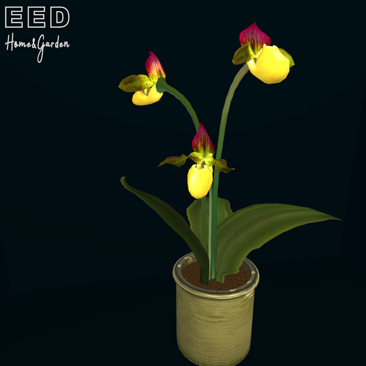 EED's LADYSLIPPER 3 FLOWER GOLDEN res c
