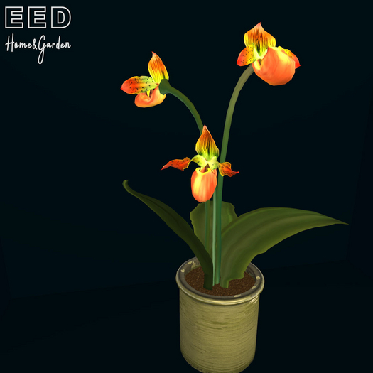 EED's LADYSLIPPER 3 FLOWER ORANGE res c
