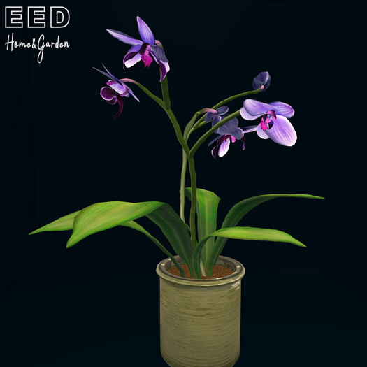 EED's MOTH ORCHID 5 FLOWER PURPLE res c