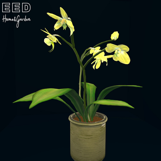 EED's MOTH ORCHID 5 FLOWER YELLOW res c