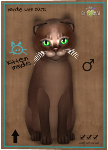 KittyCatS Box - Abyssinian - Dark Chocolate