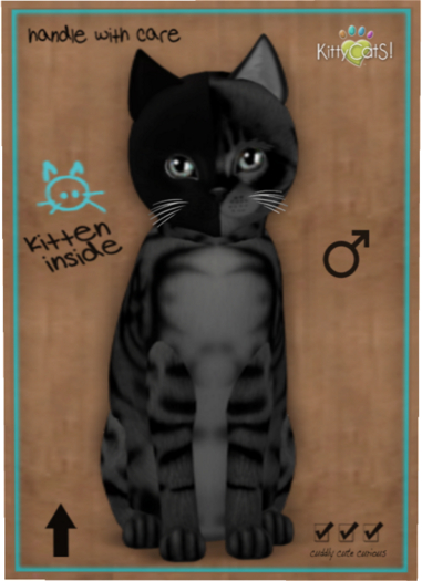 KittyCatS Box - Chimera - Charcoal Mist