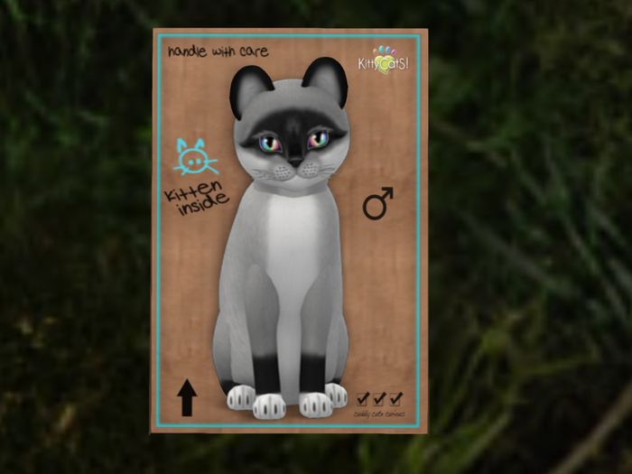 KittyCatS Box - NBK- Male-Foxie s&p-6TR