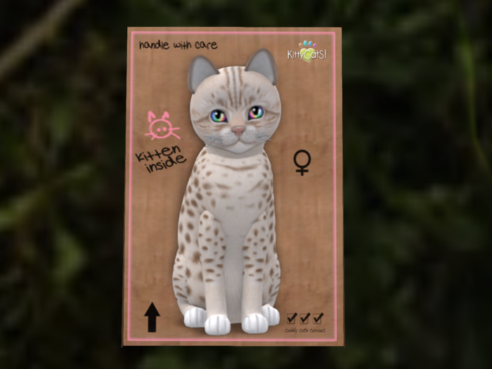 KittyCatS Box - 4 OciLav RBP h:Glit Cur-T