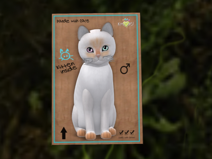 KittyCatS Box - M/SiFlam/Sorbet/Frisky/w+m whsk