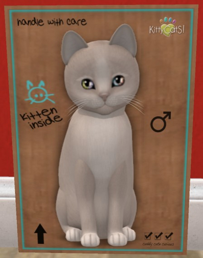 KittyCatS Box - New Born Kitten