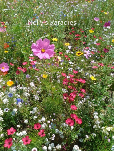 Realistic flower meadow texture 2
