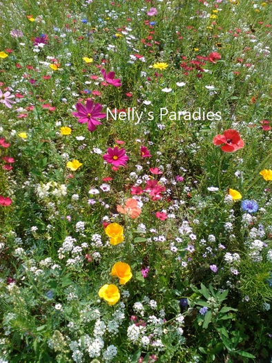 Realistic flower meadow texture 1