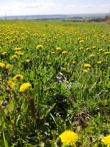 Texture realistic dandelion meadow 1