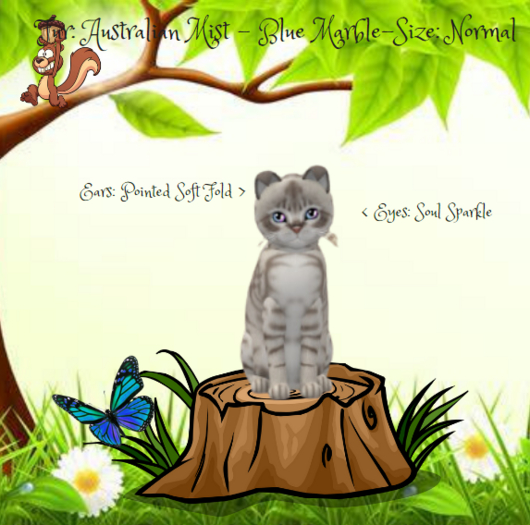 KittyCatS - Fur: Australian Mist - Blue Marble-Size: Normal Boy