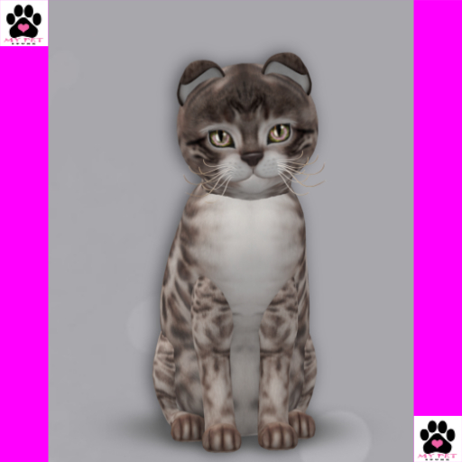 KittyCatS Box 149 - Female - 9T - Bengal Blue