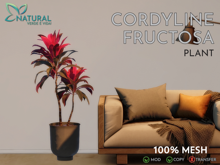 .:: NS ::. Cordyline Fructosa