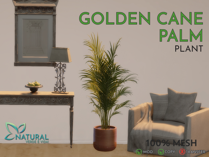 .:: NS ::. Golden Cane Palm 