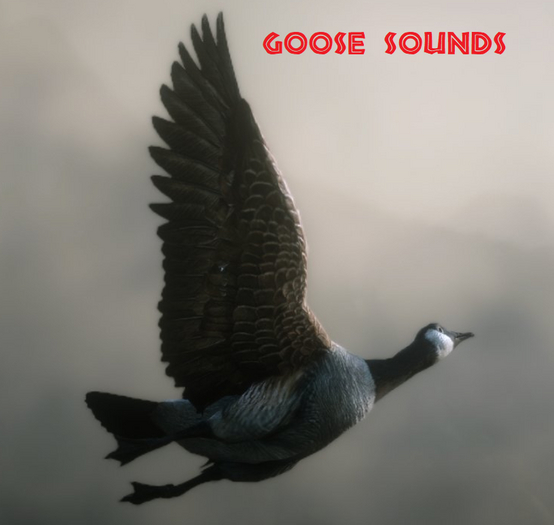 GC - 65 Goose sounds
