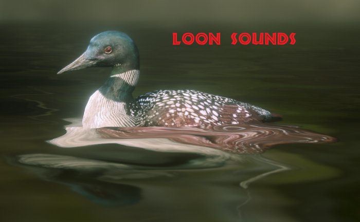 GC - 13 Common Loon sounds + gestures