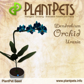 PlantPet Seed [Dendrobium Orchid *Urania*]