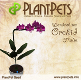 PlantPet Seed [Dendrobium Orchid *Thalia*]