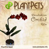 PlantPet Seed [Dendrobium Orchid *Clio*]
