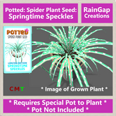Potted: Spider Plant Seed: LE Springtime Speckles ACTUAL ITEM